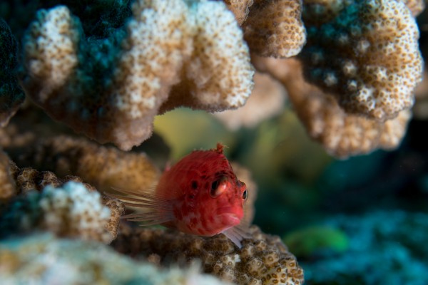 Small Fish by Michael Brown
